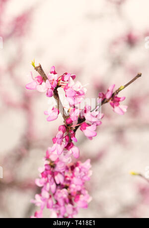 Spring sun shining on dainty pink Eastern Redbud tree flowers Stock Photo