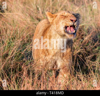 Lioness growling, Masai Mara, Kenya Stock Photo