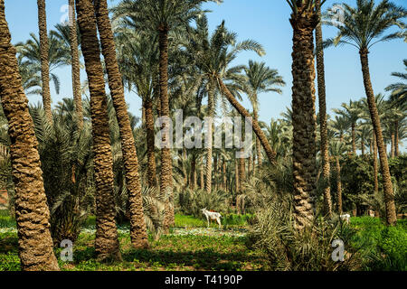 Three donkeys standing amongst palm trees, Dahshur near Cairo, Egypt Stock Photo