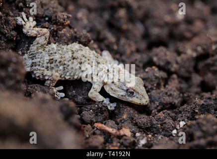 Moorish gecko (Tarentola Mauritanica) on the ground, Majorca, Spain Stock Photo