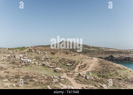 Herd of Wild horses on the Pembrokeshire coastline, Wales, United Kingdom Stock Photo