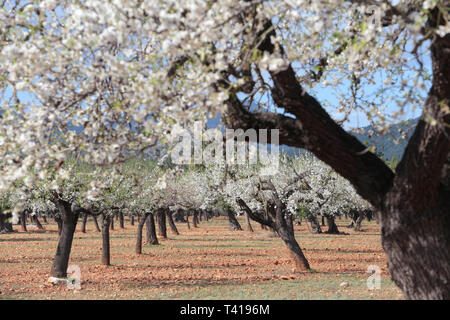 Flowering almond trees in winter, Majorca, Spain Stock Photo