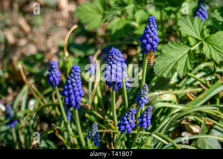 Muscari botryoides commonly known as grape hyacinth, purple flower with bee and green grass Stock Photo