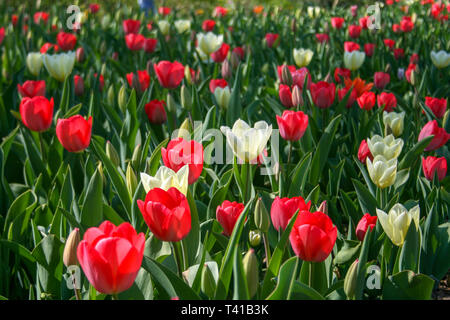 Beautiful red and white tulips with green leaves, blurred background in tulips field or in the garden on spring Stock Photo