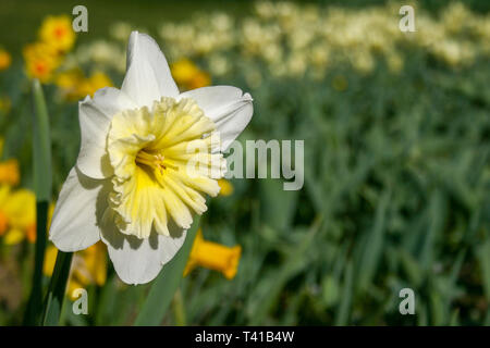 Wonderful white daffodil, narcissus, spring perennial flower and plants, with blurred background, green leaves and grass Stock Photo