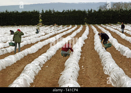 Young workers from Estonia picking and asparagus in polytunnels, Warwickshire. 09/04/2005 Stock Photo