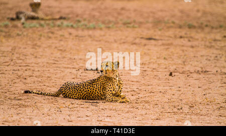 Two Cheetahs relaxing in the park Stock Photo