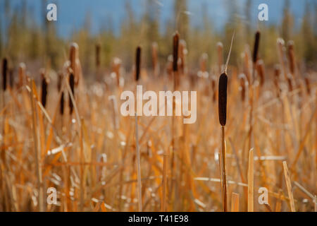 Cattail Reeds at Vermilion Lakes in Banff, Alberta, Canada Stock Photo