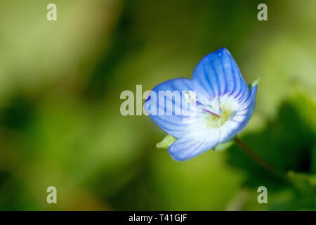 Common Field-speedwell (veronica persica), close up of a single flower with low depth of field. Stock Photo