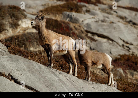 Female Rocky Mountain bighorn sheep (Ovis canadensis) Stock Photo