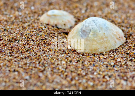 Close up of two limpet shells lying on a sandy beach. Stock Photo