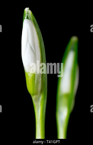 Snowdrop (galanthus nivalis), close up still life of two flower buds against a black background. Stock Photo