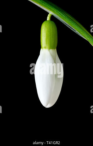 Snowdrop (galanthus nivalis), close up still life of an unopened flower against a black background. Stock Photo