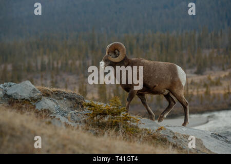 The Bighorn sheep (Ovis canadensis) Stock Photo
