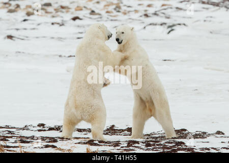 2 Large Polar Bears (Ursus maritimus) play fighting in the snow Stock Photo