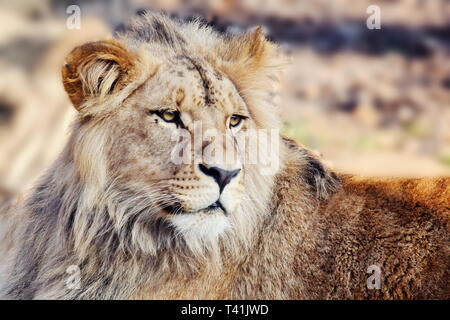 Katanga Lion Panthera Leo Bleyenberghi Resting Stock Photo