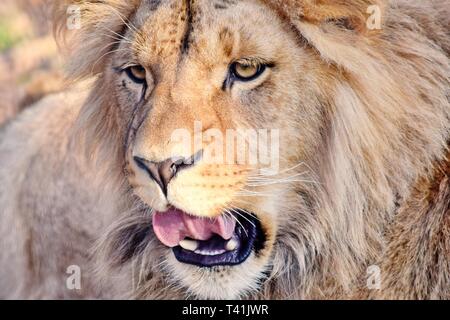 Katanga Lion Panthera Leo Bleyenberghi Head Portrait
