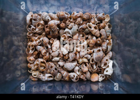 Shells of many types and sizes are found on our shelling beaches. Close-up view of seashells in the box. Top view, marine concept. Stock Photo
