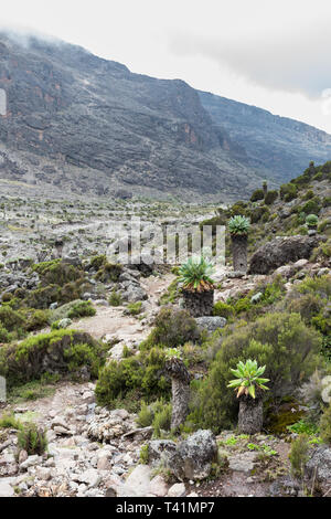 Giant Groundsel (Dendrosenecio kilimanjari) trees line a footpath leading down a valley on the Machame hiking route on Mount Kilimanjaro. Stock Photo