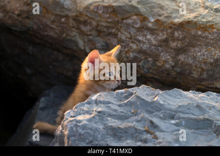 Adorable yellow kitten is sitting on the rocks Stock Photo
