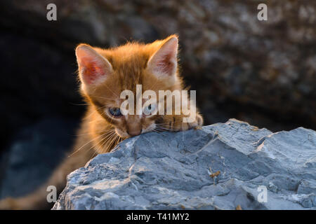 Adorable yellow kitten is sitting on the rocks