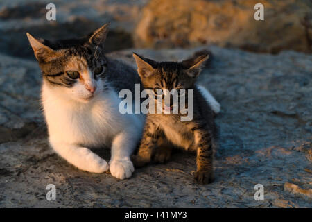 Cute Kitten with Beautiful Mom are Sitting On A Rock Stock Photo