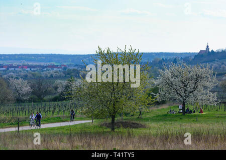 Donnerskirchen: Cherry Blossom tree, vineyard, people, view to church Donnerskirchen in Neusiedler See (Lake Neusiedl), Burgenland, Austria Stock Photo
