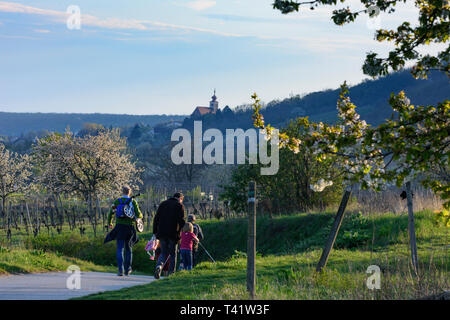 Donnerskirchen: Cherry Blossom tree, vineyard, people, view to church Donnerskirchen in Neusiedler See (Lake Neusiedl), Burgenland, Austria Stock Photo