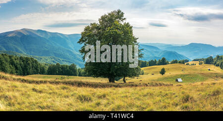 wonderful mountain landscape in late summer. alpine meadow with weathered grass. beech forest at the edge of a hill. huge tree in the middle. cow herd Stock Photo