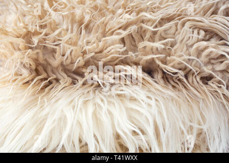 White soft wool texture background, cotton wool, light natural sheep wool, close-up texture of white fluffy fur, wool with beige tone, fur with a deli Stock Photo