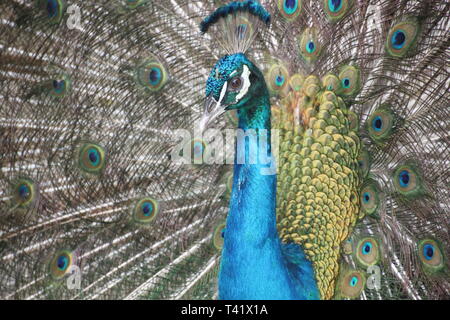 Beautiful peacock with his feathers open in Valencia, Venezuela Stock Photo