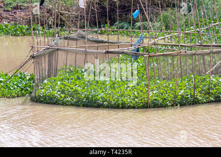 Wooden poles holding fishing nets around non-native, invasive common water hyacinth in Tonle Sap River in rural Cambodia. Stock Photo