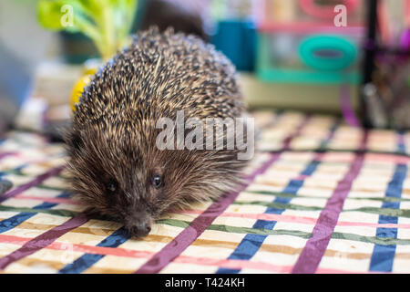 Funny hedgehog on a table Stock Photo