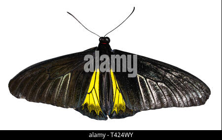 Color butterfly, isolated on white background with clipping path, troides oblongomaculatus. Stock Photo