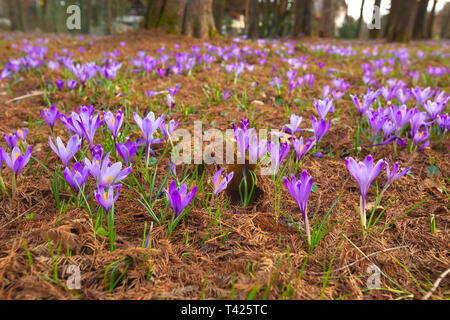 Saffron flowers on the field in spring Stock Photo