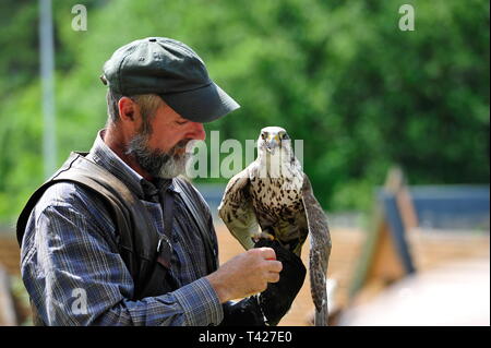 Falconry in action,Falkenhof Harz,Saxony Anhalt,Germany. Stock Photo