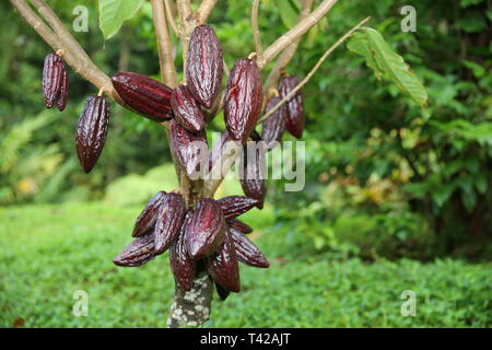 Cocoa pods Stock Photo