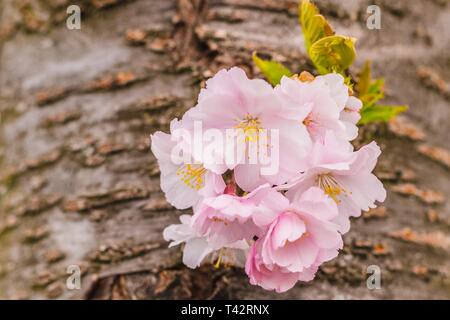 Pink and yellow blossom of sakura, a japanese cherry tree, growing on brown bark, green leaves, spring day in a garden Stock Photo