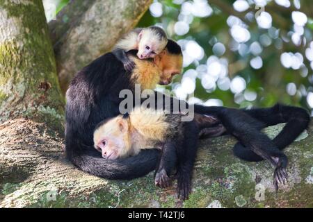 Panamanian White Headed Capuchin Monkeys or Cebus Imitator Animal Family resting on Tree in Costarica Manuel Antonio National Park Stock Photo