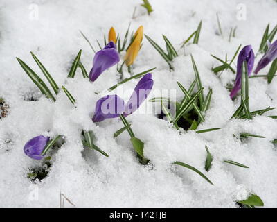 Crocus purple spring flowers under white snow Stock Photo