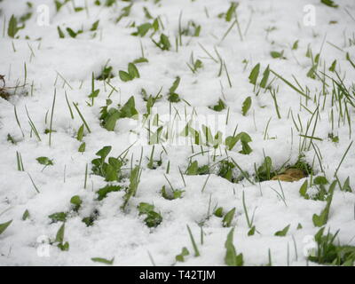 Snow fell in spring on the green grass of the vagaries of weather Stock Photo