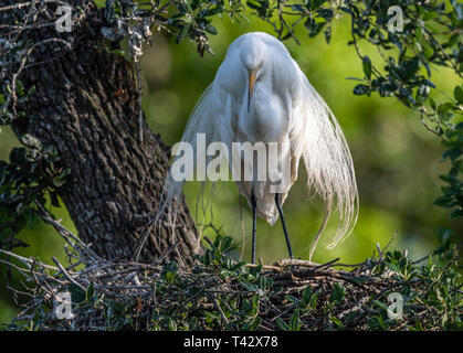 Great Egret in Breeding Plumage Stock Photo