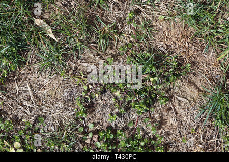 Ground photographed from above. In this photo you can see some brown sandy ground and little green plants. Color image. Closeup. Stock Photo