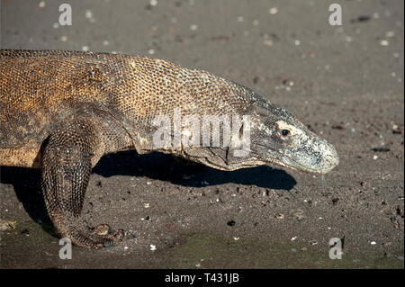 Komodo Dragon walking on beach, Varanus komodoensis Horseshoe Bay, south Rinca Island, Komodo National Park, Indonesia Stock Photo