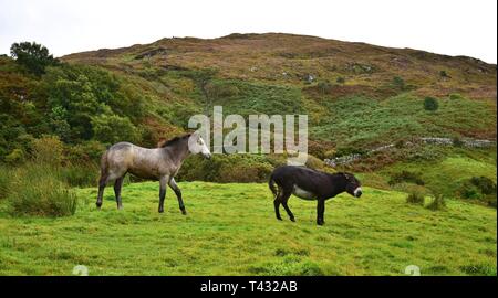 A donkey telling a cheeky Connemara filly to keep away. The ears are pinned back, the hindleg is raised. Connemara National Park in Ireland. Stock Photo