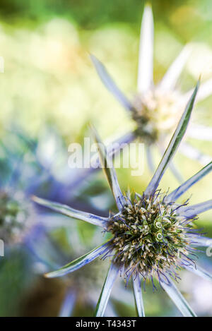 Eryngium bourgatii, Mediterranean sea holly, flower head, close up with blurred background Stock Photo