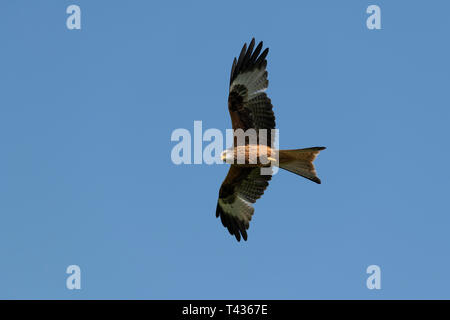 Red Kite in Flight Stock Photo