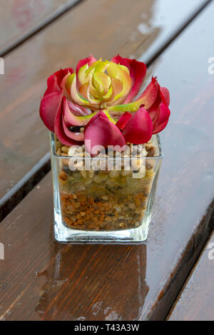 Colorful succulents with raindrops in a glass pot on a wet wooden table close up Stock Photo