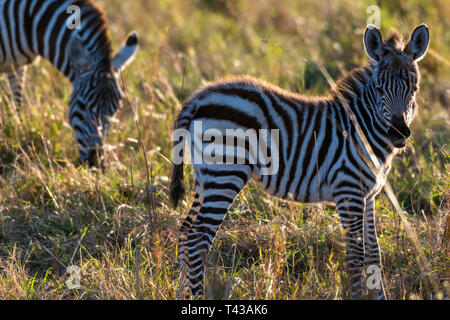 zebra calf walking alone without her mother in Maasai Mara at sunrise ...