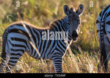 zebra calf walking alone without her mother in Maasai Mara at sunrise